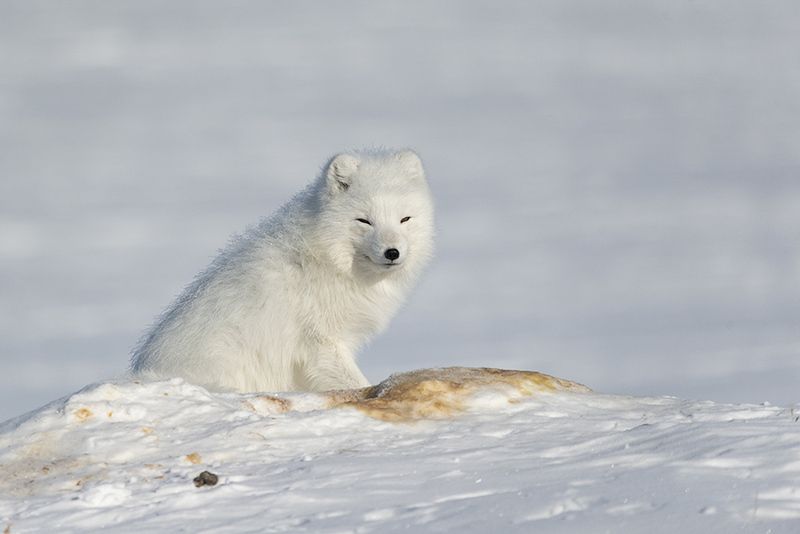 север, арктика, тундра, песец белый, полярная лиса Пушистик....)photo preview
