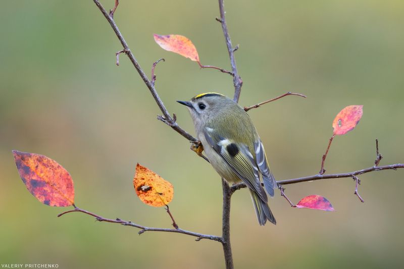 природа, птицы, королёк, birds, nature, goldcrest Осенний королёкphoto preview