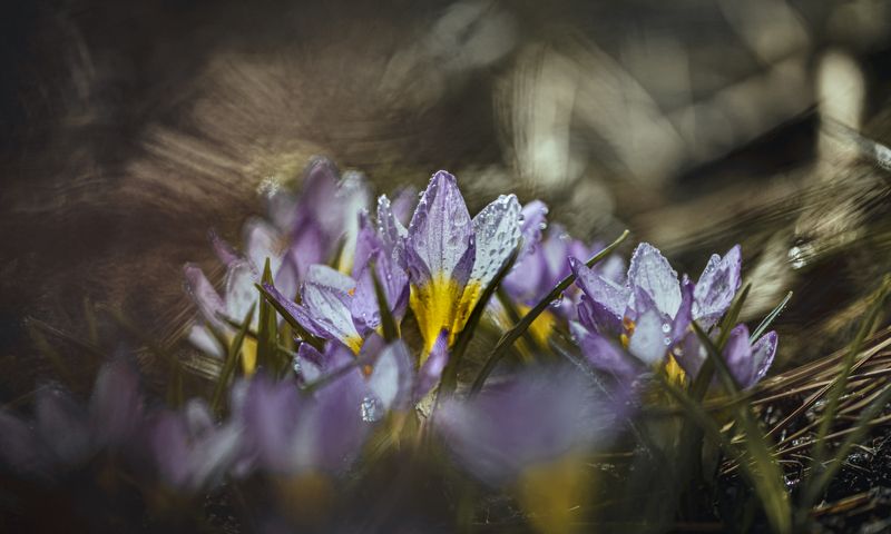 природа, макро, весна, цветы, крокус, капли дождя Штормовое предупреждениеphoto preview