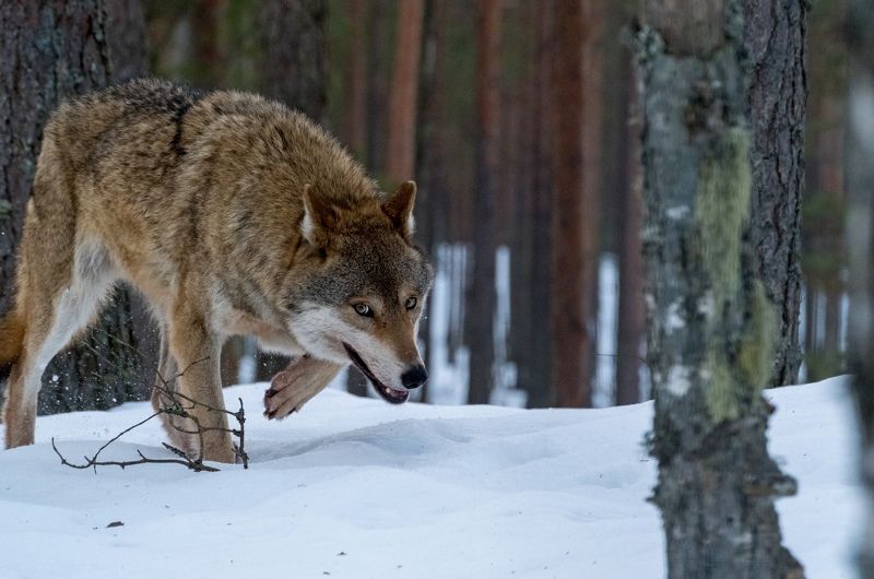 волк, красный бор, нд, дикие животные, беларусь, wolf, фотоохота, fujifilm xt3 Из жизни волковphoto preview