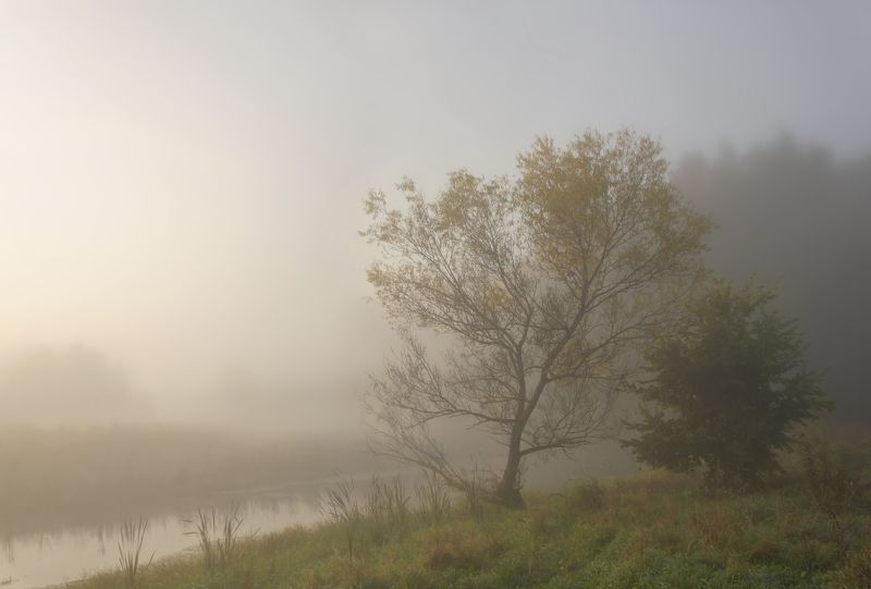 туман, пейзаж, природа В тишине рассветаphoto preview