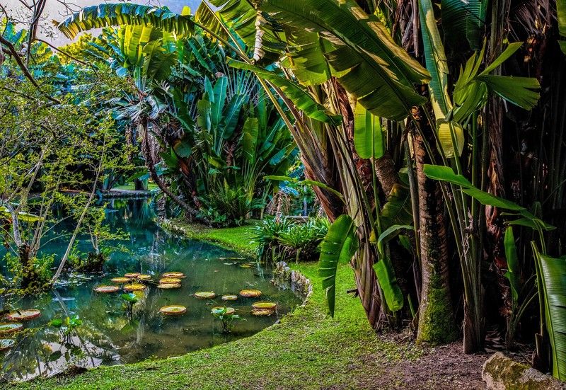 В ботаническом саду JARDIM BOTANICO Рио-де-Жанейроphoto preview