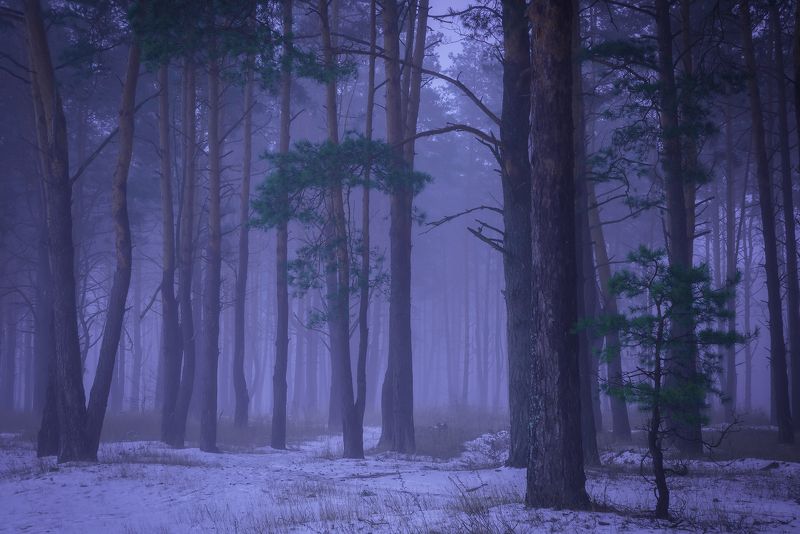 Туманный вечер в лесуphoto preview