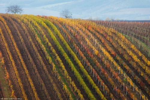 Осень в виноградниках Южной Моравии.