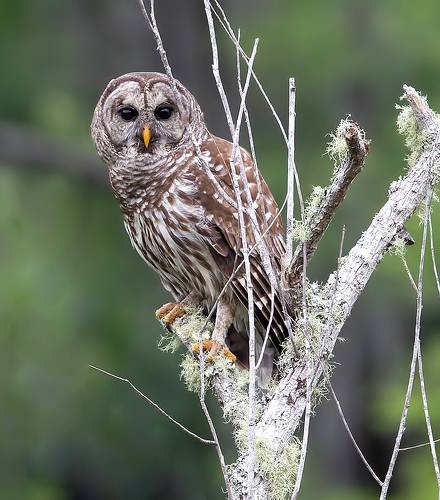 Barred Owl - Пёстрая неясыть