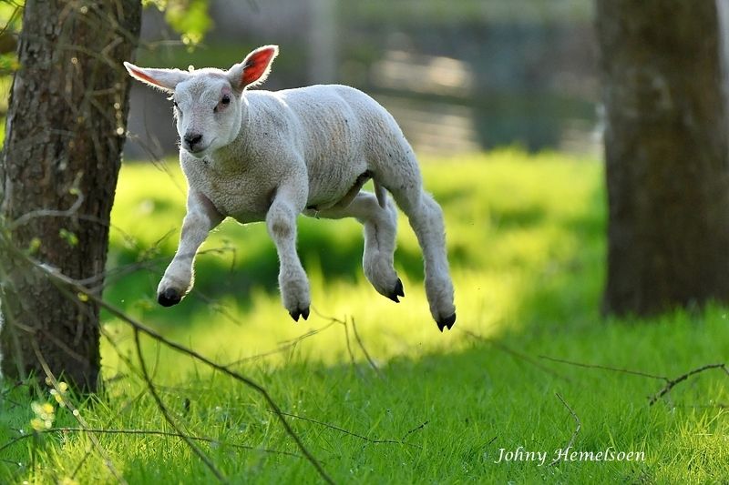 The flying lamb
