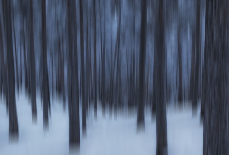 абстракция, лес, деревья Зазеркальеphoto preview