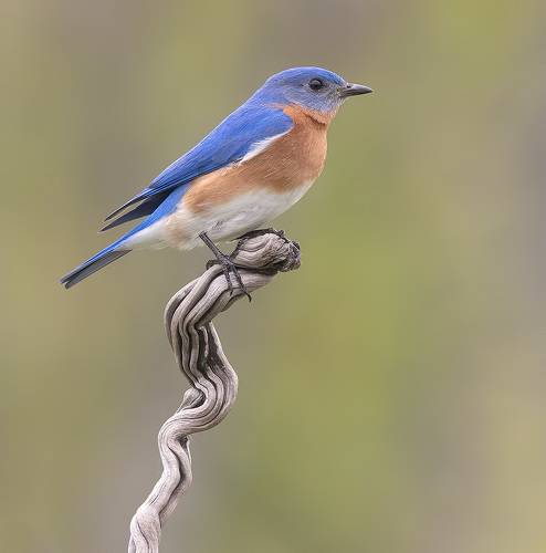 Eastern Bluebird male -Восточная сиалия самец
