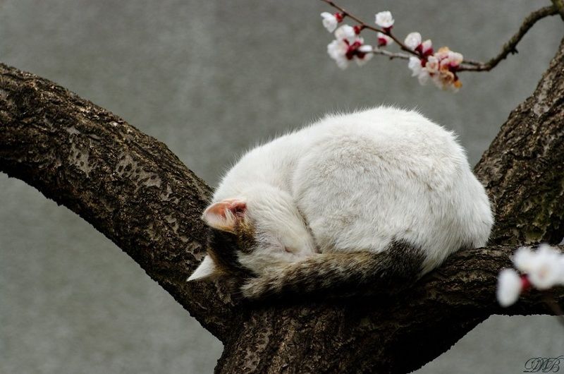 animal, cat, color, colors, color image, nap, nature, photography, sleep, sleeping, spring, springtime, tree, Springtime Napphoto preview