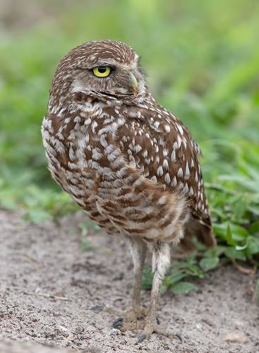 Burrowing Owl- Кроличий сыч