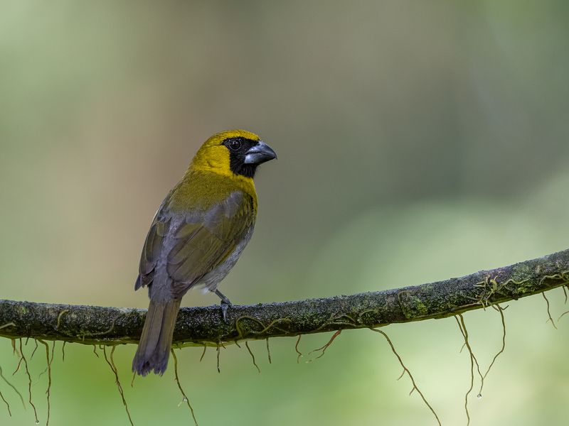 Black-faced Grosbeakphoto preview