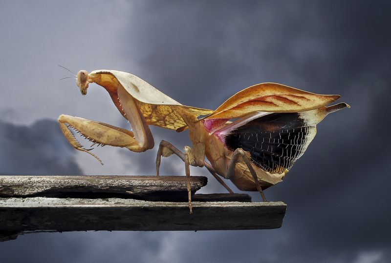 Truncata mantis