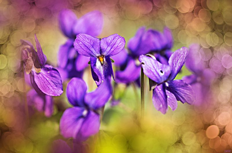 bokeh, close-up, color, colors, color image, flower, flowers, macro, nature, photography, purple, spring, springtime, viola, violet, Viola odorataphoto preview