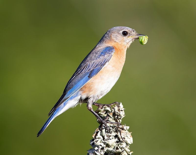 Female.Eastern Bluebird -Восточная сиалия