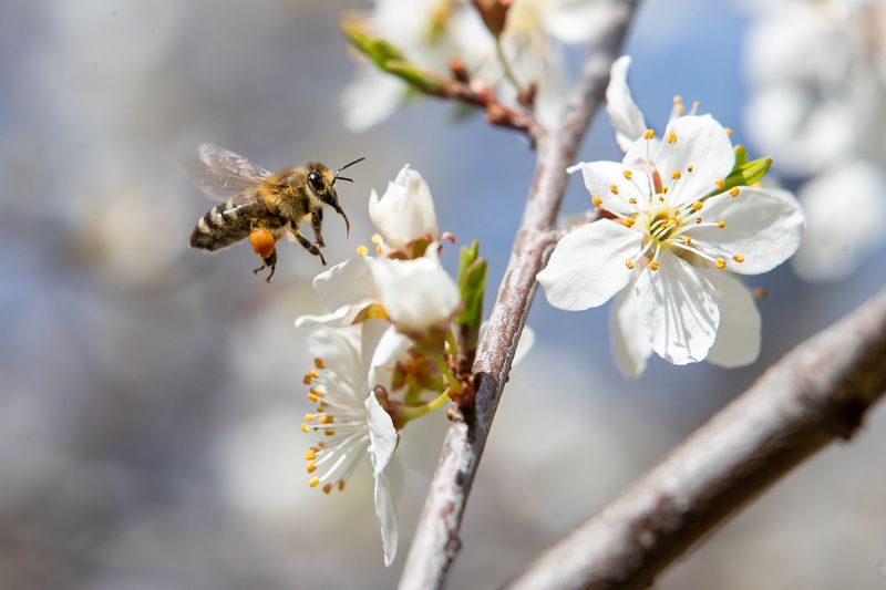 весна,макрофото,пчела ,шмель Весна...photo preview