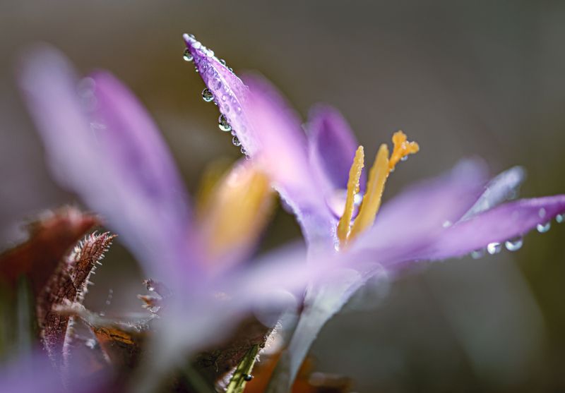 природа, макро, весна, цветы, крокус, капли дождя Чистые росыphoto preview