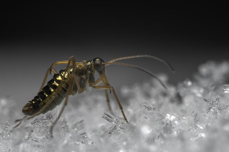 The real winter insect - snow scorpionfly