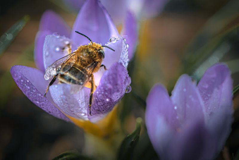 природа, макро, весна, цветы, крокус, пчела ...когда б имел я златые горы...photo preview