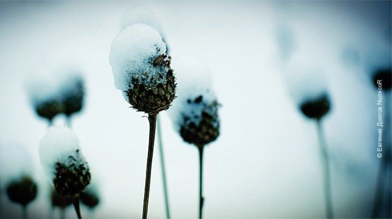 зима, снег, колючки холодноphoto preview