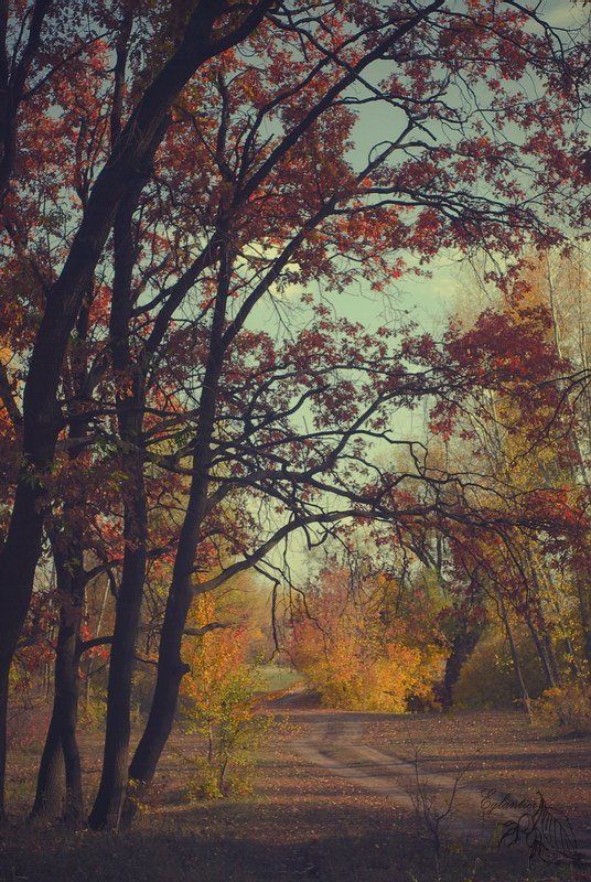 лес, дорога, дерево, желтый, красный, осень, пейзаж, россия Лесная дорога.photo preview