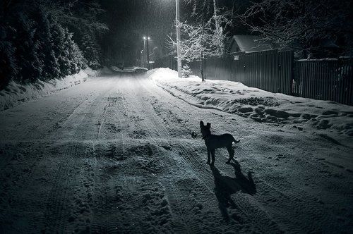 Ночь, улица, фонарь, собака...