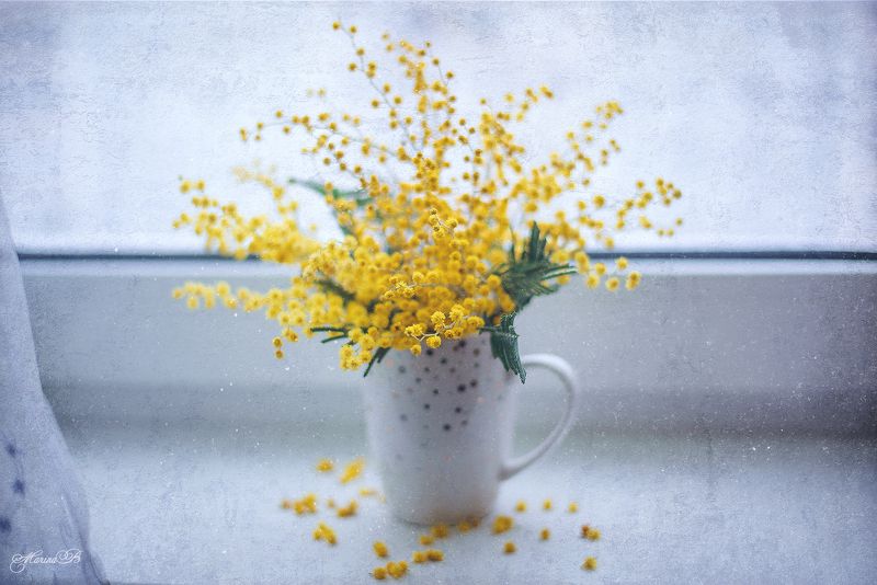 весна, мимоза, весенние цветы Весенний жёлтыйphoto preview