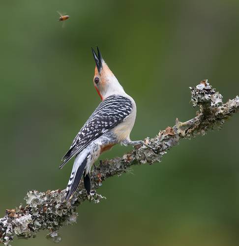 Dialogue. Red-bellied Woodpecker female