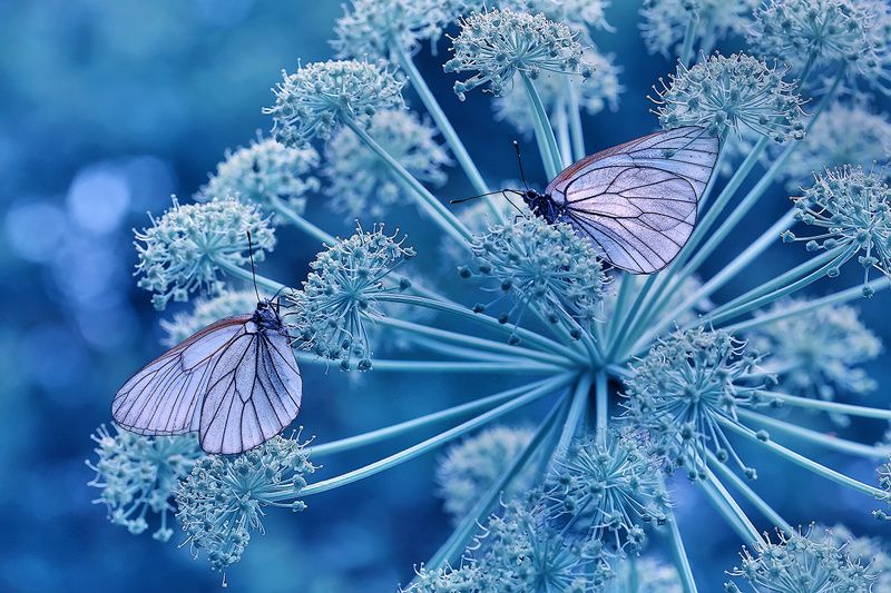 макро, бабочка, бабочки, цветы, лето Мелодия летаphoto preview