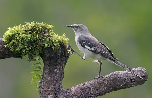 Northern Mockingbird -  Многоголосый пересмешник