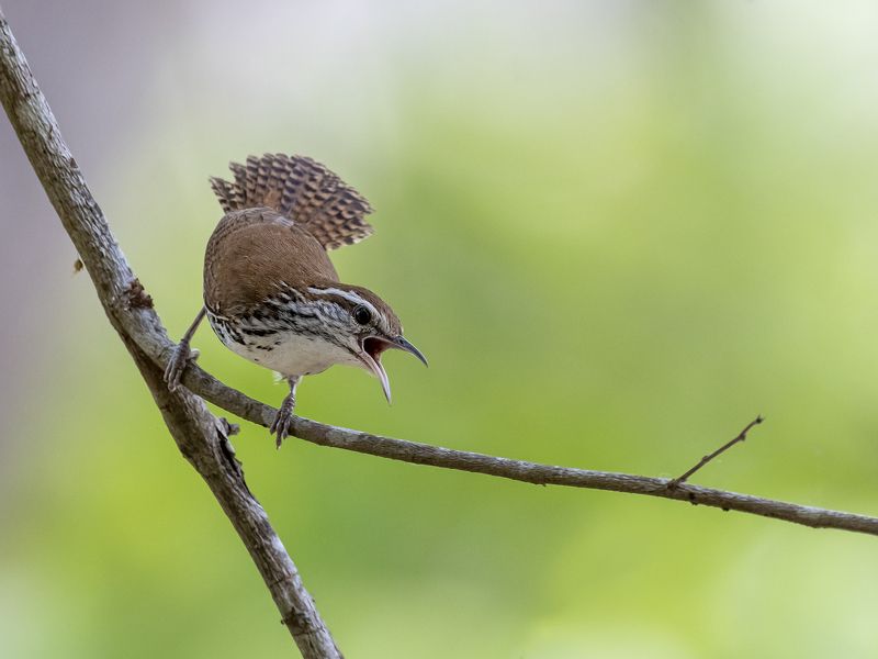 Banded Wrenphoto preview