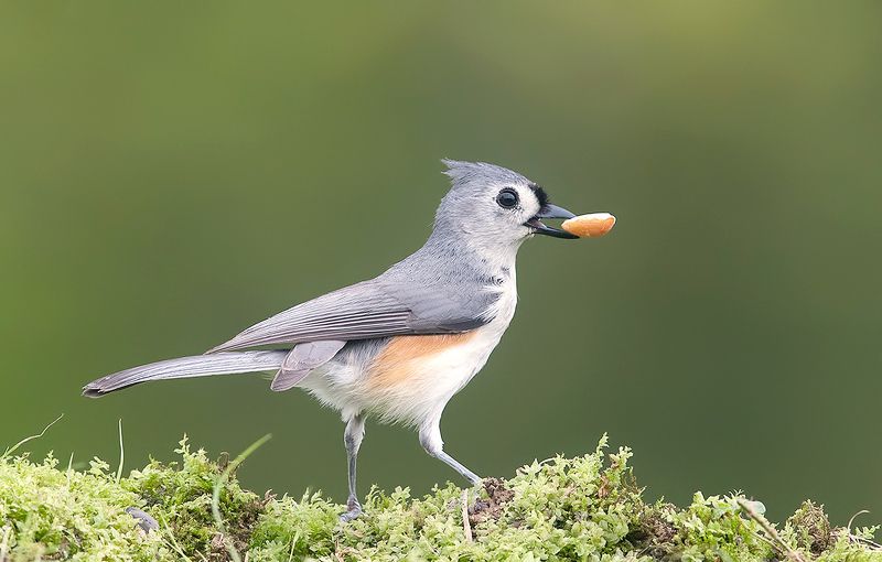 Tufted Titmouse -Острохохлая синица