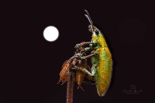 Insect under the moon