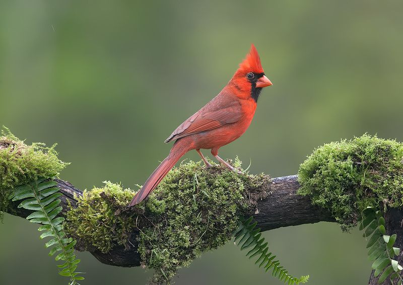 красный кардинал, northern cardinal, cardinal,кардинал Northern Cardinal male - Красный кардинал самецphoto preview