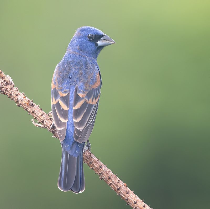 blue grosbeak, голубая гуирака, cardinal, grosbeak, весна Blue grosbeak - Голубая гуиракаphoto preview