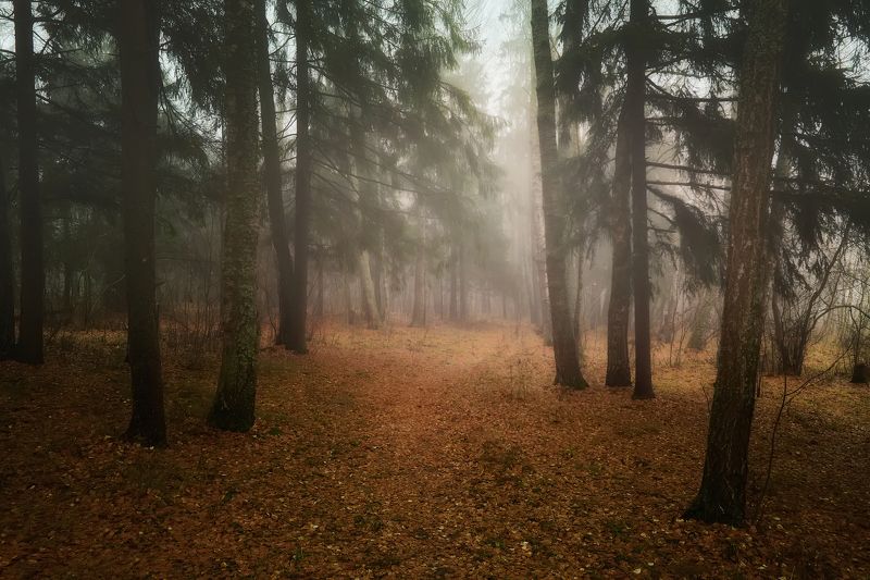 туманный лес