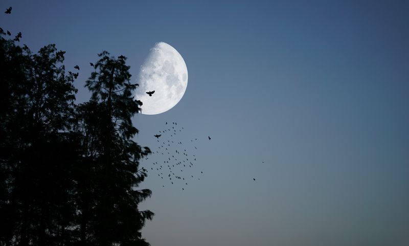 luminar ai The bright moon stuns the birdsphoto preview