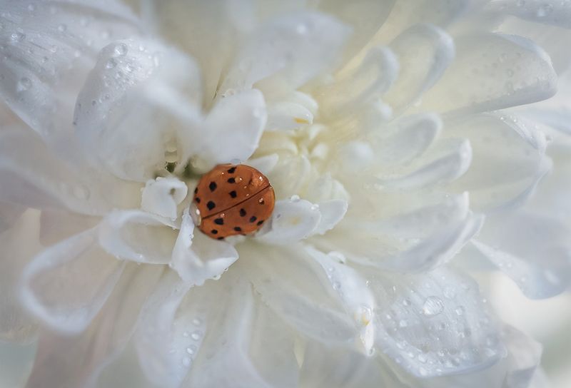 божья коровка, ladybug, макро, macro,волшебное макро Дама в горошекphoto preview
