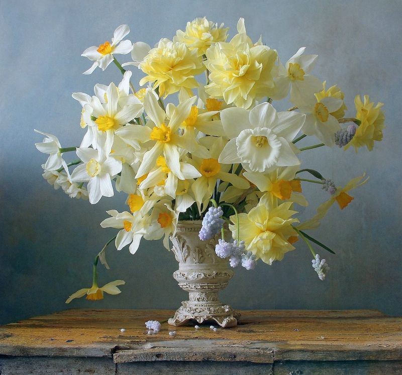 натюрморт, цветы, нарциссы, весна, марина филатова Нарциссыphoto preview