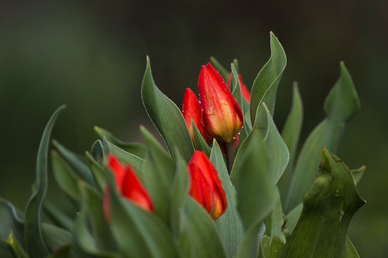 flowers, garden, tulipa, цветы, садовые, тюльпан Tulipaphoto preview