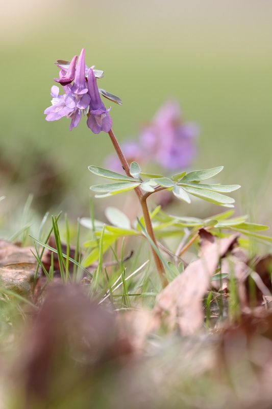 природа, цветы, хохлатка, растение, весна Хохлатка плотнаяphoto preview
