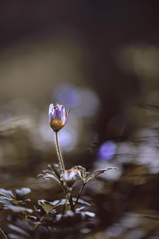 природа, макро, весна, цветы, анемона, ветреница Лунный деньphoto preview