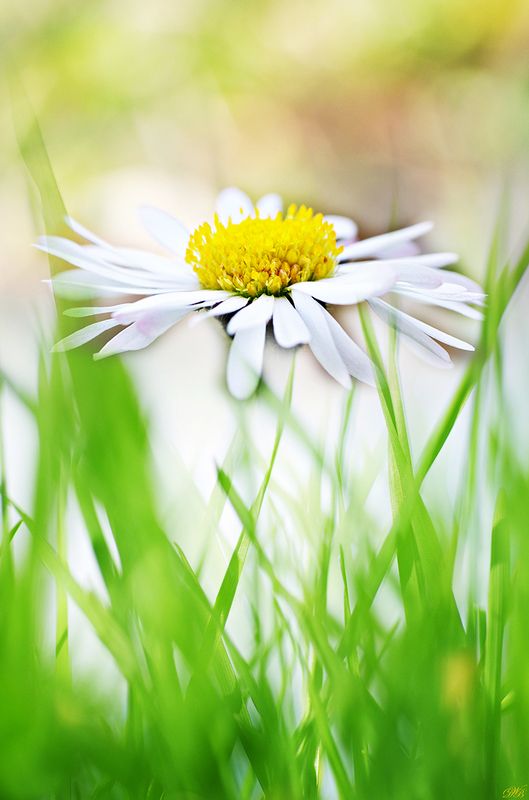close-up, color, colors, color image, daisy, daisies, flower, green, macro, marguerite, nature, photography, white, yellow, Springtime Impressionphoto preview