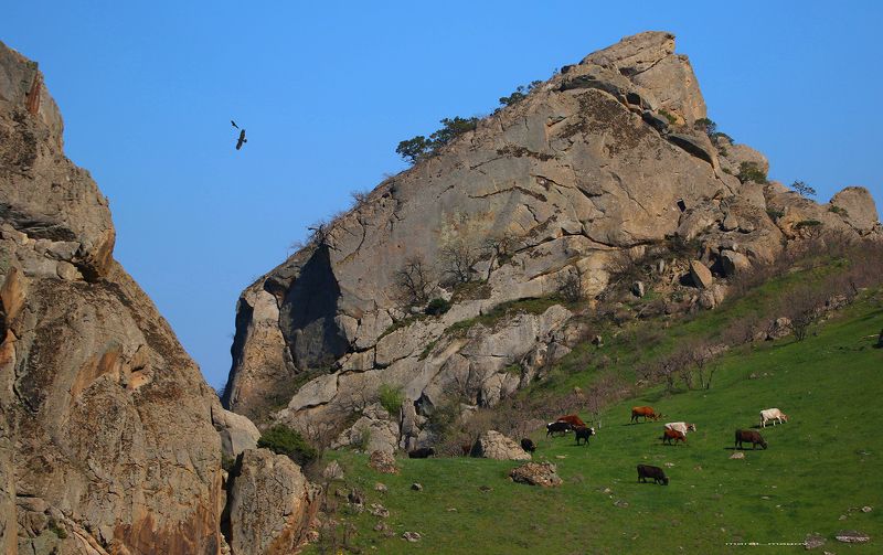 горы,коровы,пейзаж,природа,дагестан,marat_magov, Горные мотивы..photo preview
