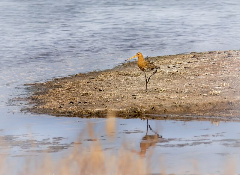 птица, озеро, веретенник веретенникphoto preview