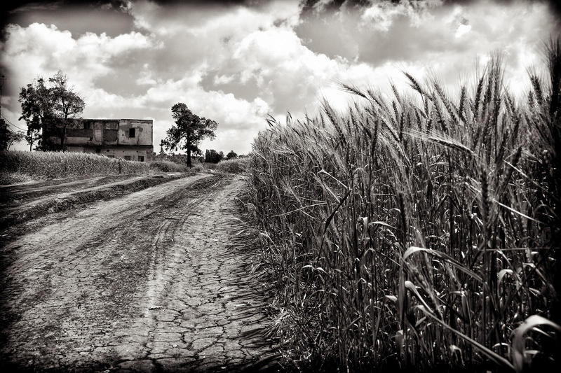 Landscape, Wheat, Sky The Roadphoto preview
