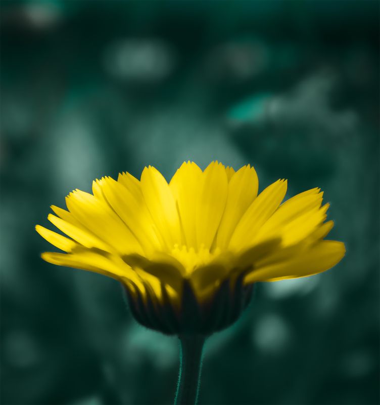цветок, природа, макрофотография, цвета, лето Жёлтый цветок.photo preview