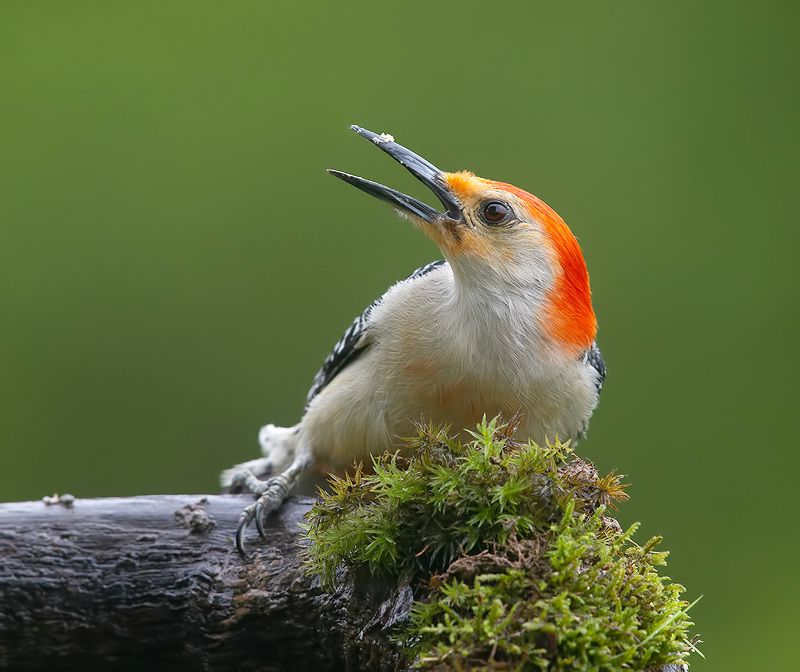 дятел, каролинский меланерпес, red-bellied woodpecker, woodpecker Red-bellied Woodpecker male -Каролинский меланерпесphoto preview