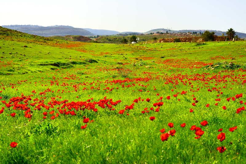 Февраль в горах Самарии,Израиль