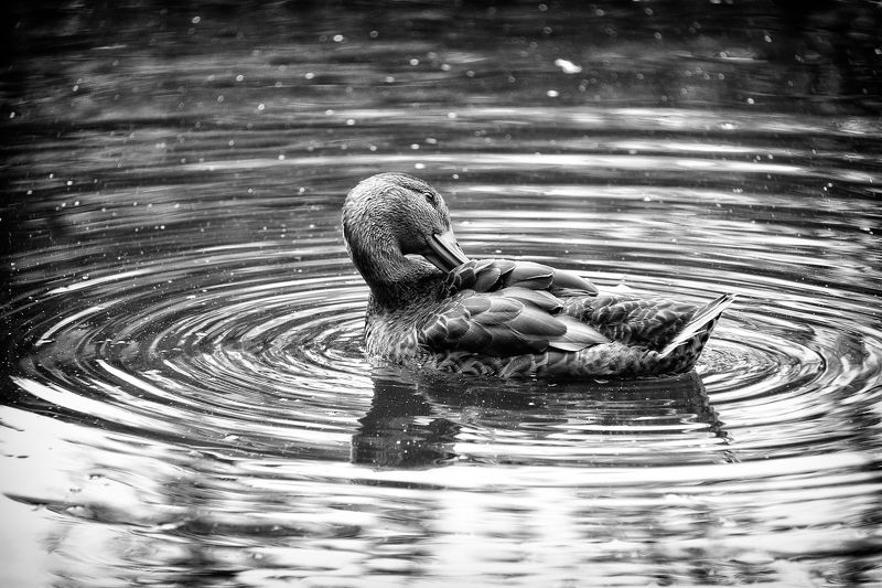 Duck, Amsterdam, Pond Ducksphoto preview