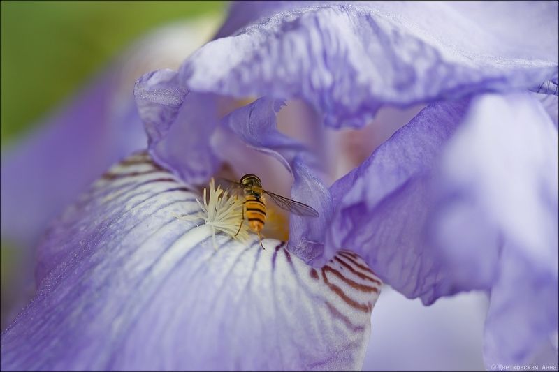 макро, цветок, насекомое Цветочный мир для пчелкиphoto preview